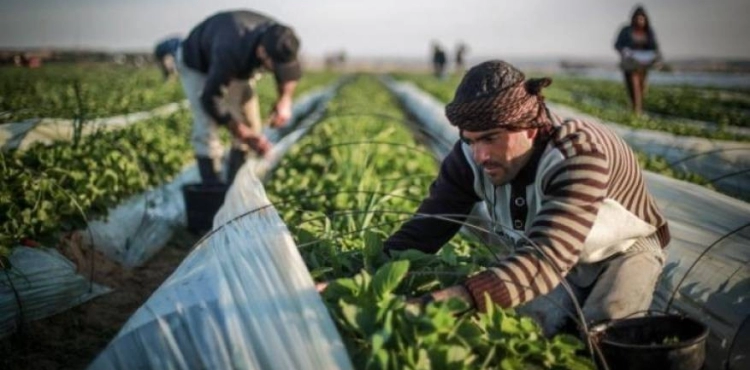 Food security in Gaza is on the brink