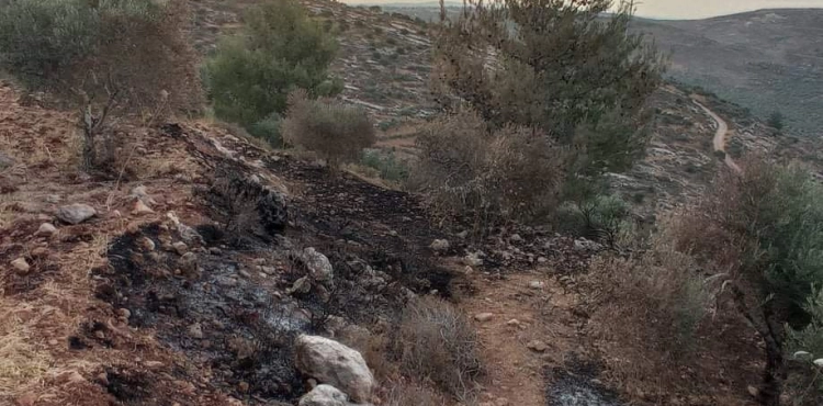 Settlers burn olive trees on Jabal Sabih