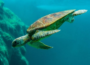 7 people died after eating sea turtle meat in Tanzania
