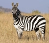 US police kill a zebra after it attacked its owner