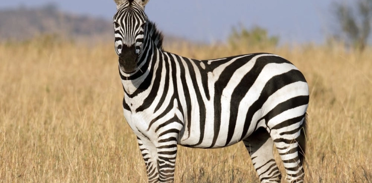 US police kill a zebra after it attacked its owner