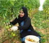 On Women&acute;s Day. Women from Gaza take painful pictures of the cruelty of life