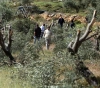 Settlers stab a foreign solidarity and uproot more than 300 olive seedlings in Bethlehem