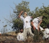 Settlers set up tents near the Ibrahimi Mosque in Hebron