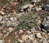 Settlers continue their attacks in Nablus and Bethlehem