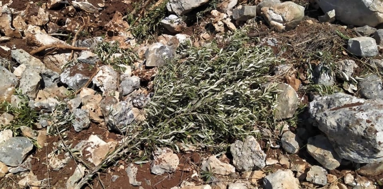 Settlers continue their attacks in Nablus and Bethlehem