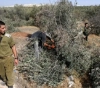 In preparation for the seizure of lands... the occupation uproots 100 olive trees in Wadi Sa&acute;ir