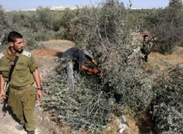 In preparation for the seizure of lands... the occupation uproots 100 olive trees in Wadi Sa&acute;ir