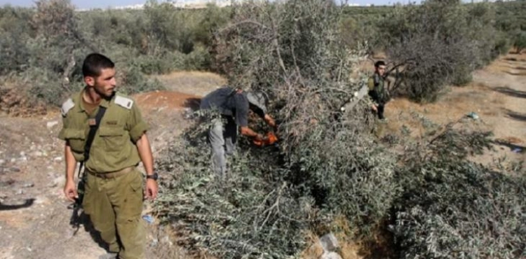 In preparation for the seizure of lands... the occupation uproots 100 olive trees in Wadi Sa&acute;ir