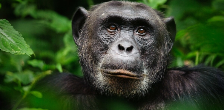 Fana, the largest chimpanzee in Guinea, dies