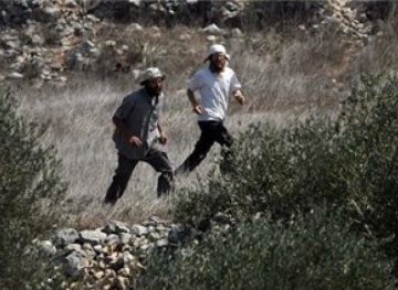 Settlers uproot hundreds of trees north of Ramallah