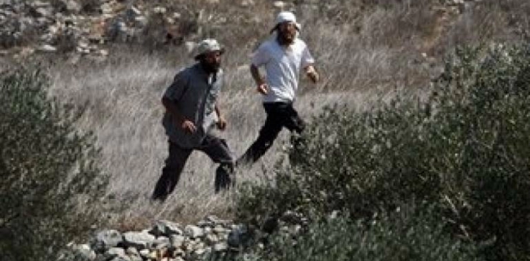Settlers uproot hundreds of trees north of Ramallah