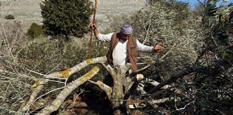 Settlers bulldoze to the ground in Einabus