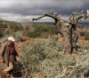 Settlers cut down 100 olive trees in Turmusaya