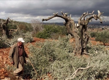 Settlers cut down 100 olive trees in Turmusaya