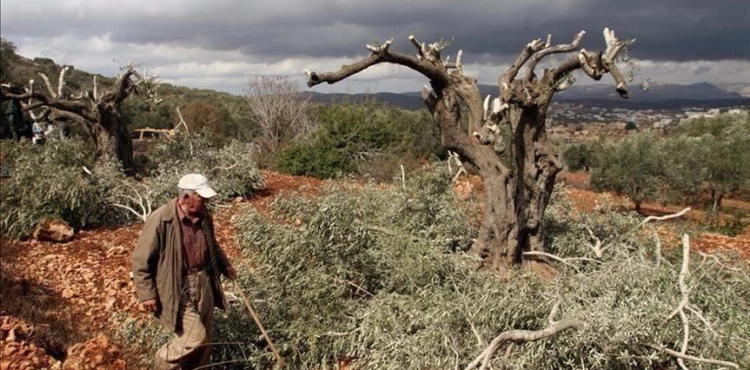 Settlers cut down 100 olive trees in Turmusaya