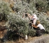Settlers uproot more than 50 olive trees in Salfit