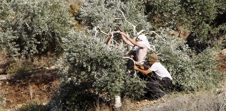 Settlers uproot more than 50 olive trees in Salfit