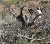 OCHA: Settlers damaged 900 trees, and the occupation authorities demolished 57 buildings within half a month