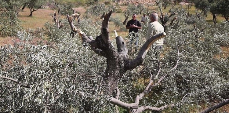 OCHA: Settlers damaged 900 trees, and the occupation authorities demolished 57 buildings within half a month
