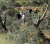Settlers cut down 14 olive trees west of Bethlehem