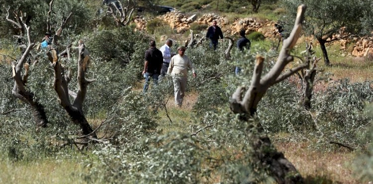 Settlers cut down 14 olive trees west of Bethlehem