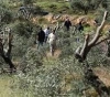 Settlers cut down 70 olive trees south of Nablus