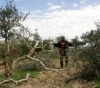 Uprooting 600 trees and damaging 20 water tanks in Hebron