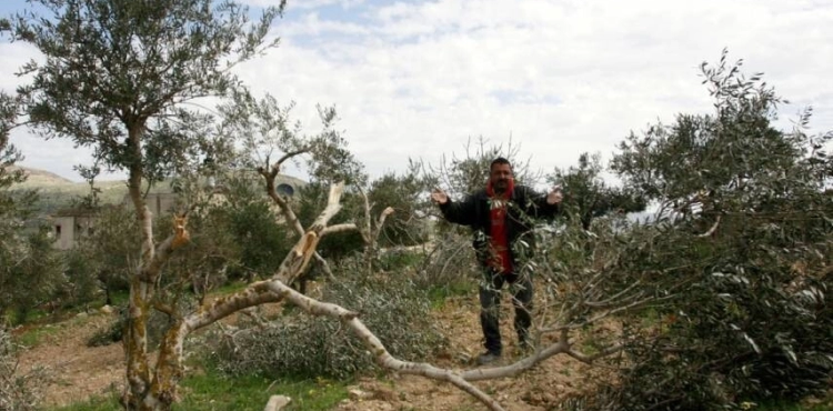Uprooting 600 trees and damaging 20 water tanks in Hebron