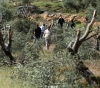 Settlers cut down dozens of trees and set up tents in Hebron