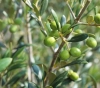 300 Olive seedlings razed in Beit Dajan, east of Nablus