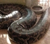 Witness: A giant snake wraps on a child&acute;s body