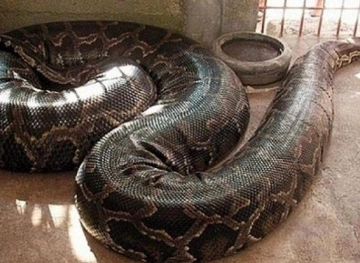 Witness: A giant snake wraps on a child&acute;s body