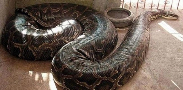 Witness: A giant snake wraps on a child&acute;s body