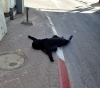 Martyr shot by the occupation east of Jerusalem