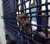 13 Palestinian prisoners were killed since 2018