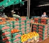 Israel prohibits the export of Palestinian agricultural products to the world