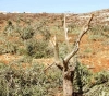 The shredding operations affected 780 trees: settlers cut 200 new vine trees in Al-Khader
