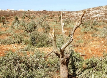 The shredding operations affected 780 trees: settlers cut 200 new vine trees in Al-Khader