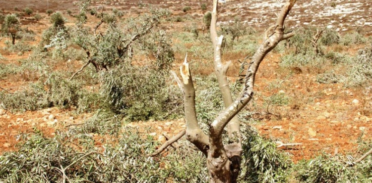 The shredding operations affected 780 trees: settlers cut 200 new vine trees in Al-Khader