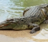 A crocodile kills a lady and kidnaps her body.