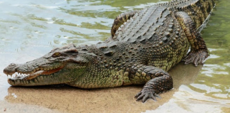 A crocodile kills a lady and kidnaps her body.